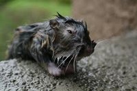 Drowned rat.jpg