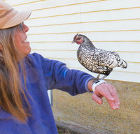 sebright hen (3 of 1).jpg