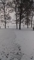 110918 First snow.jpg