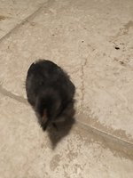 3925D586-80BD-4232-92E0-110BB8CCA074.jpeg