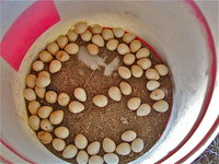 eggs.JPG eggs.JPG