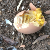 mustard egg (2).png