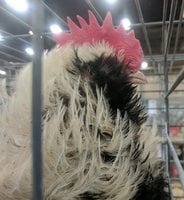 Salmon Faverolles frizzle rooster beard.jpg
