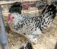 Silver Mille Fleur Duccle hen.jpg