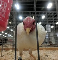 White Modern Game bantam rooster.jpg