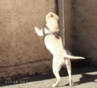 A29C913E-8A1A-43B9-96E2-FD807F2056A4.gif