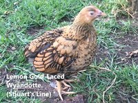 Lemon Gold-laced Wyandotte.JPG