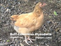 Bufff Columbian Wyandotte.JPG