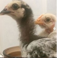Chicks 1.jpg