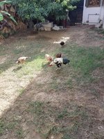 IMG-20181105-WA0014.jpg