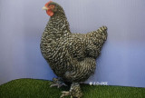 Mechels hen.jpg Mechels hen.jpg