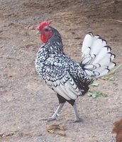 farm april 2016 059 a.jpg farm april 2016 059 a.jpg