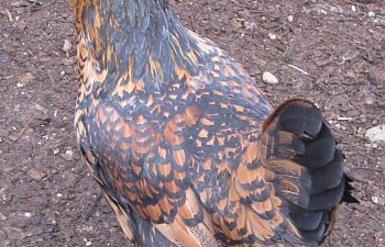 Chicken Emergencies: Ascites