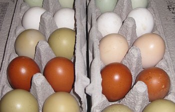 IMG_4964.jpg