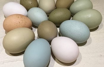 Jan16 eggs3.jpg