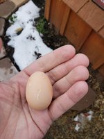 First Egg.jpg