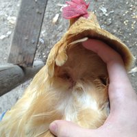image.jpeg
