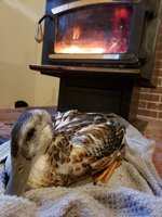20181119_160408.jpg