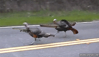35004F3A-8805-4656-9BC4-D025A23961E3.gif