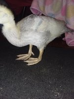20181122_190459.jpg 20181122_190459.jpg