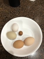 tiny egg.jpg