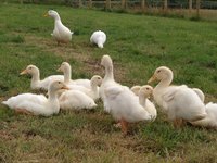 4-week-old-aylesbury-ducklings-for-sale-51f531ca23de1.jpg
