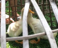 weird duck.jpg