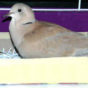 Ring Necked Dove