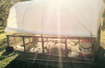 Raising broilers in your backyard.