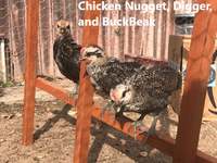 the3chickens.png