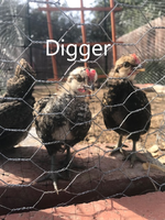 Digger1.png