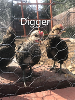 895EA0C8-DF19-46F0-A267-F3A6B0832CE7.png