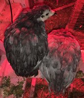 0B88114B-170C-4F62-AD40-1ABC6DA1040C.jpeg
