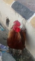 IMG_20181201_171431.jpg