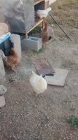 IMG_20181201_170312741.jpg