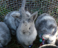 bunny (3 of 1).jpg