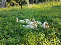 20180812_184704.jpg 20180812_184704.jpg