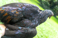 Monet-3Small.jpg