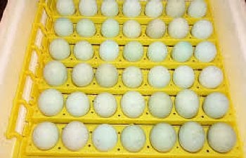 eggs in incubator.jpg