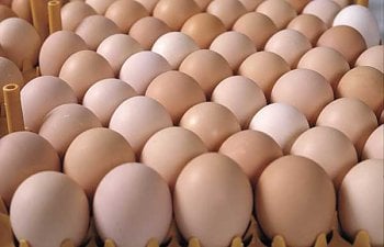 eggs.jpg eggs.jpg