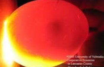 candled egg.jpg candled egg.jpg