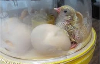 chick inside incubator.jpg