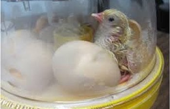 chick inside incubator.jpg chick inside incubator.jpg