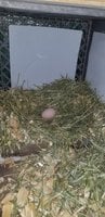 Baby's first egg 12 3 2018.jpg