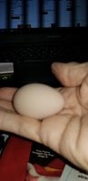 Babys 1st egg in my hand.jpg