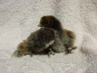 IMG_3521.jpg
