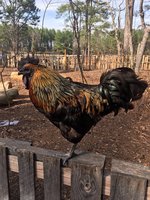 roger the rooster .JPG