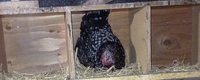 Sadie in top nest box small.jpg Sadie in top nest box small.jpg
