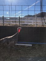 IMG_6532.jpeg