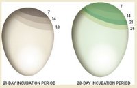 duck egg.jpg